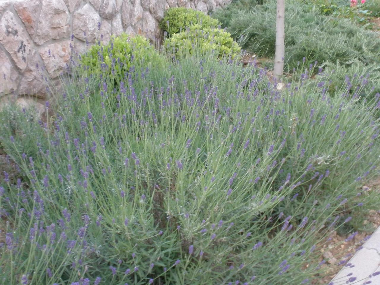 Villamarebaska 외부 사진
